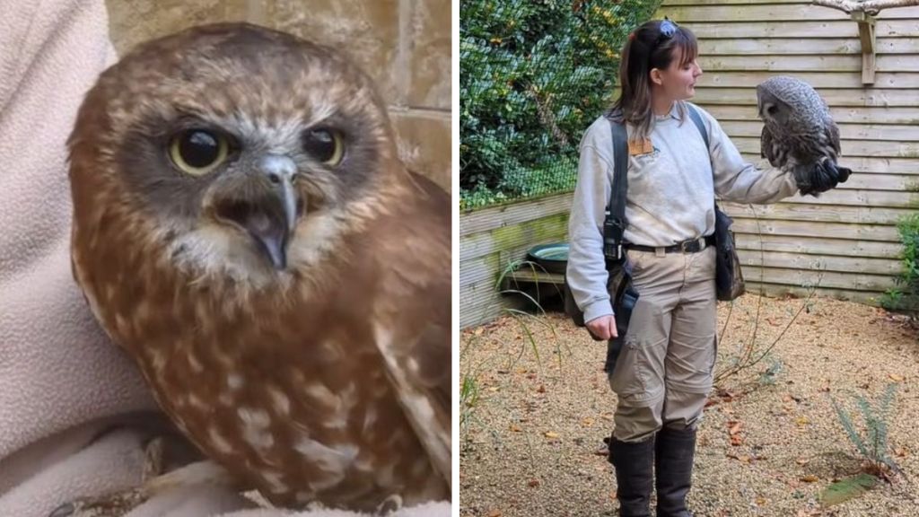 Left image is a close up of a small owl named Whisper. Right image is a handler standing with Walter as she tells the owl Halloween jokes.