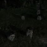 Image shows a group of raccoons having a meeting in the dark.