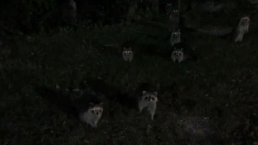 Image shows a group of raccoons having a meeting in the dark.