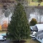 Image shows the Rockefeller Center Tree in its current location in Massachusetts.