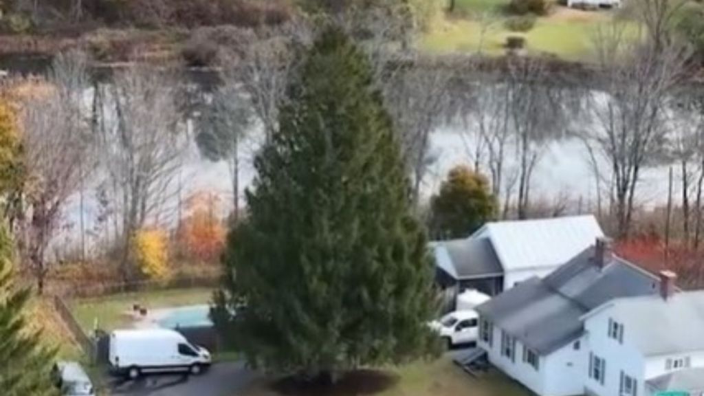 Image shows the Rockefeller Center Tree in its current location in Massachusetts.