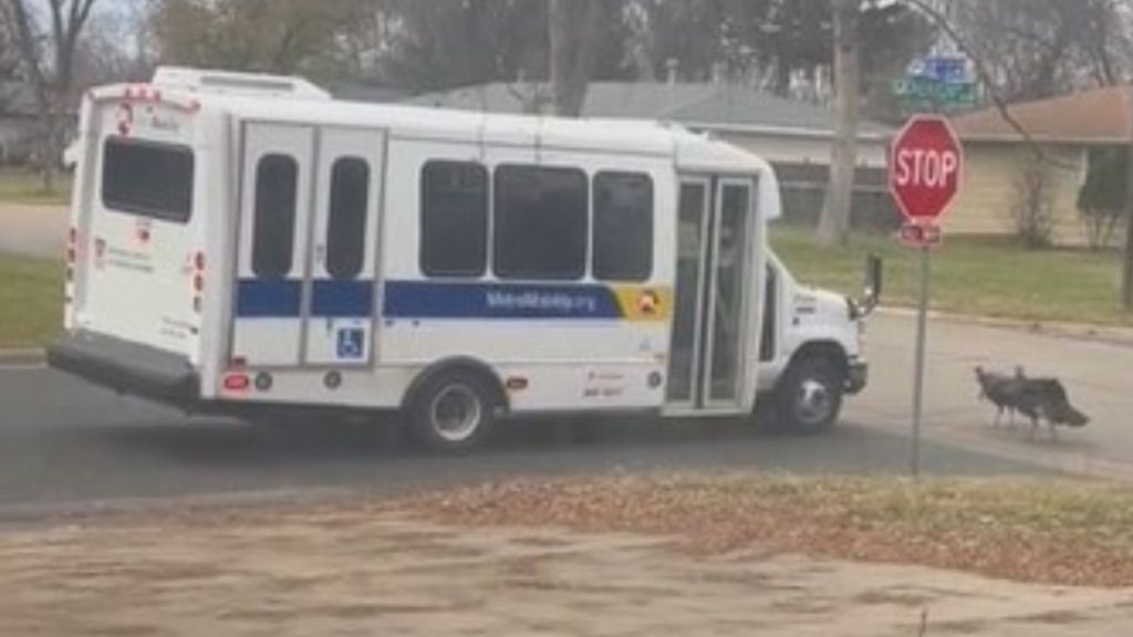 Image show wild turkey moving to attack a bus navigating an intersection in a residential neighborhood.