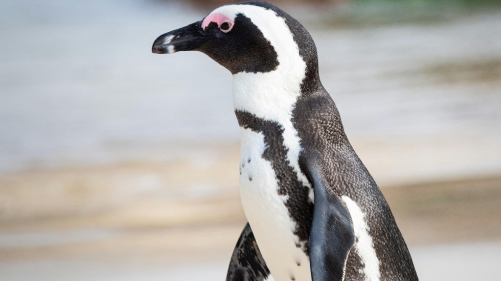 Starving Penguin Rescued From Australian Beach Has Happy Update