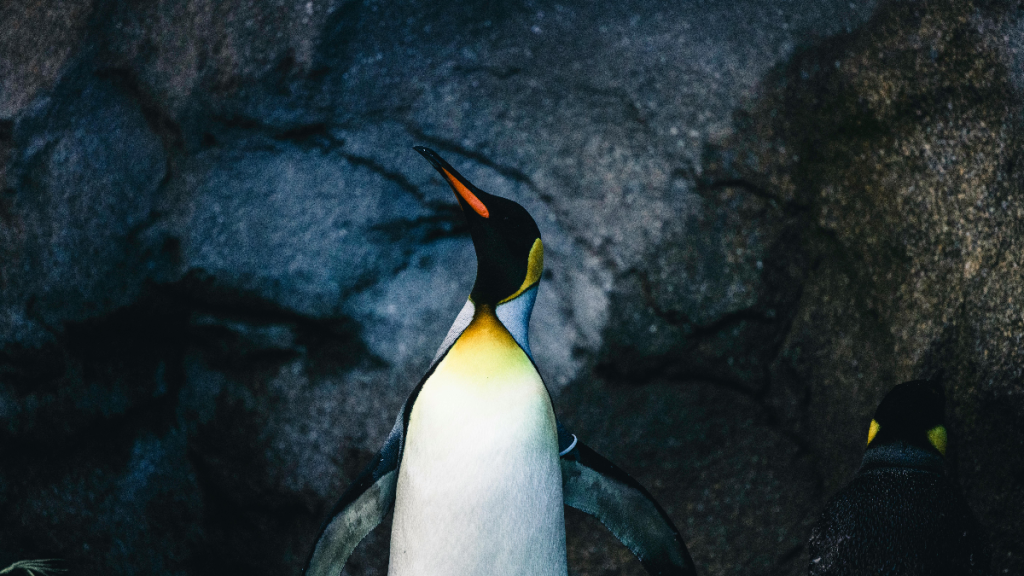 Penguin Australia