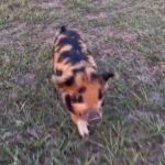 A tiny spotted piglet running through the grass.