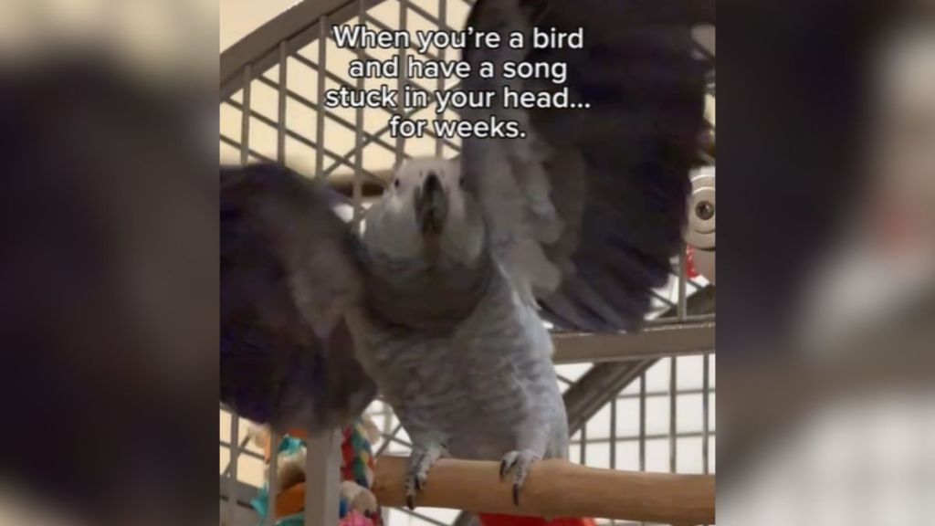 A grey parrot flapping her wings while standing on her perch.