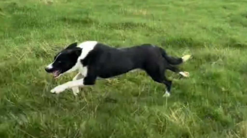 Footage Of Sheepdog Running At Full Speed Is The Definition Of Freedom