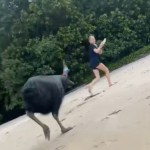 View from a distance of a massive bird called a cassowary following after a woman on a beach. The woman looks back as she continues walking forward