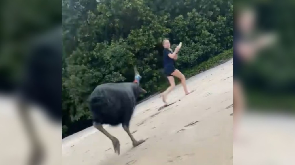 View from a distance of a massive bird called a cassowary following after a woman on a beach. The woman looks back as she continues walking forward