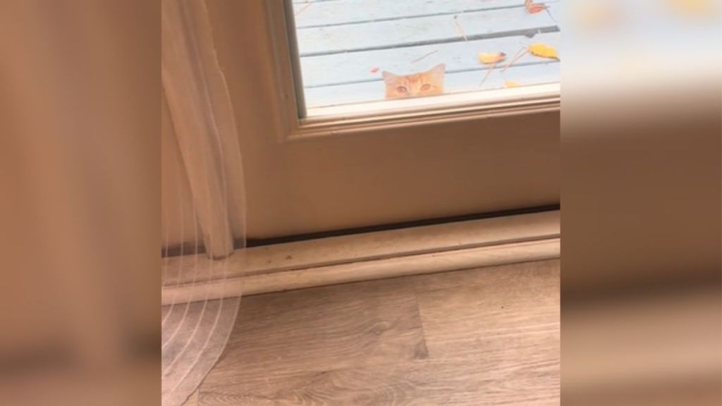 A paper cutout of a cat in the window.