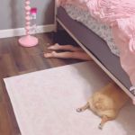 A little girl and her corgi hiding under the bed.