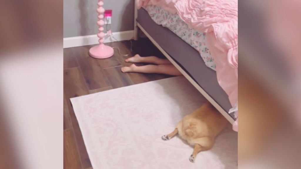 A little girl and her corgi hiding under the bed.