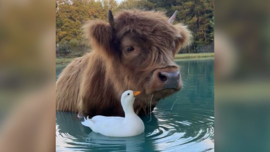 A cow standing in the water next to a duck.