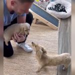 A man presenting a puppy to a curious dog.