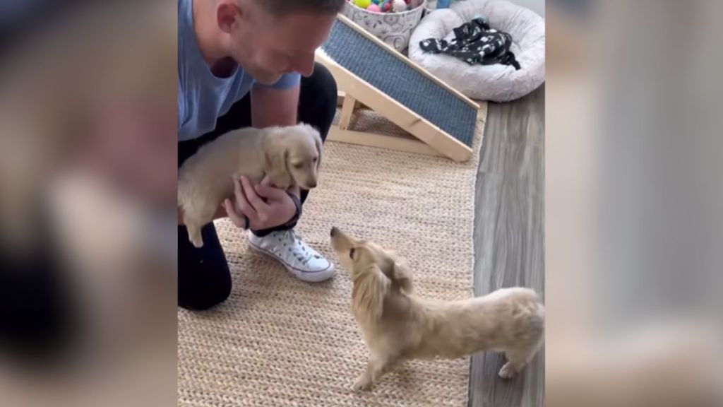 A man presenting a puppy to a curious dog.