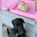 A black dog sitting outside next to a cat on the other side of the window.