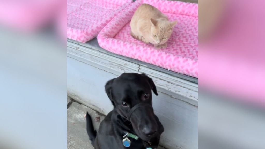 A black dog sitting outside next to a cat on the other side of the window.