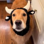 A golden retriever dressed in a cow costume.