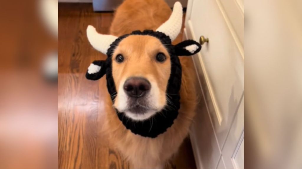 A golden retriever dressed in a cow costume.