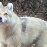 Close up of a wolf-dog-cayote looking hybrid on a trail. The creature looks in the general direction of the camera, eyes a bit wide