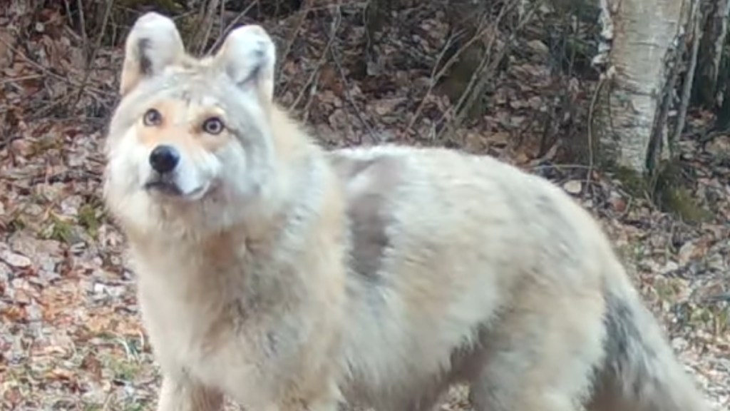 Close up of a wolf-dog-cayote looking hybrid on a trail. The creature looks in the general direction of the camera, eyes a bit wide