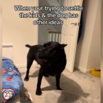 A black dog standing in a child's bedroom.