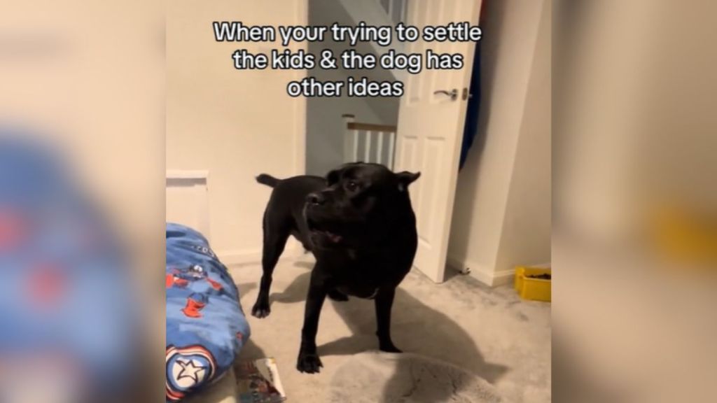 A black dog standing in a child's bedroom.