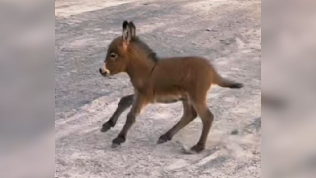 A baby donkey running around his enclosure.