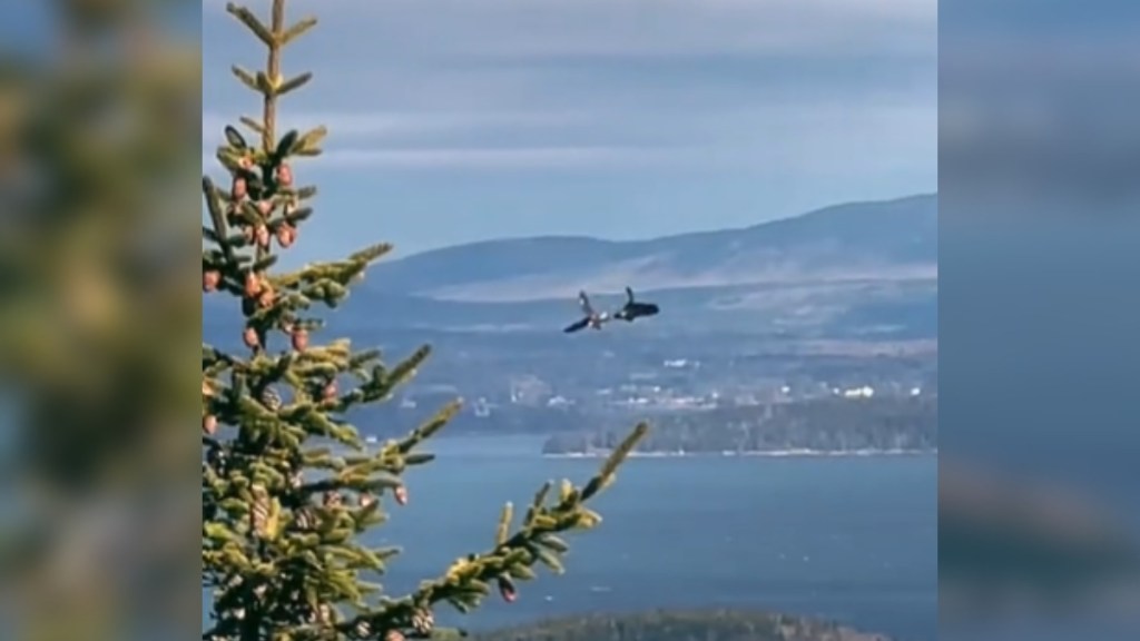 Distant view of two bald eagles holding onto each other by their talons, mid-air. Near them is a massive tree and in the distance there's a large mountain.