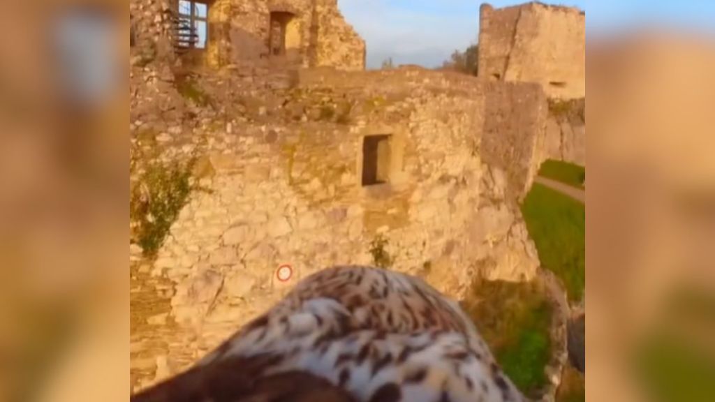 A view from a falcon's back as they fly toward an old castle.