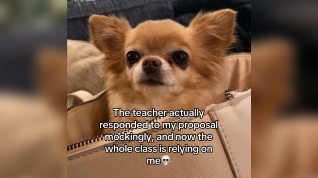 A tiny, fluffy puppy with light brown fur and large ears sits inside a purse. Text on the image reads: The teacher actually responded to my proposal mockingly, and now the whole class is relying on me