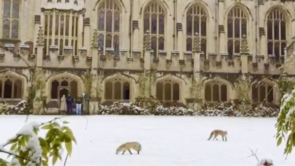 Two foxes wandering around in the snow outside an Oxford University building.