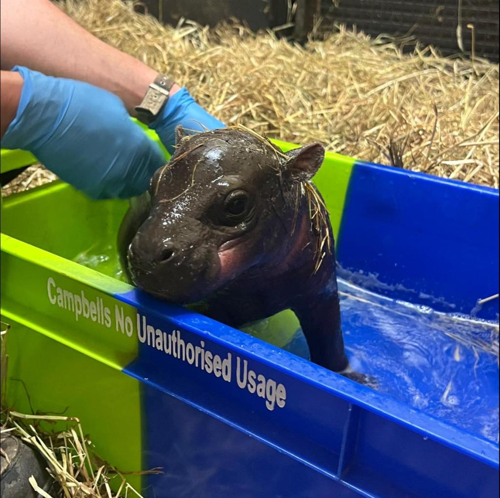 A baby pygmy hippo at the Edinburgh Zoo.