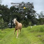 A horse with a light-colored coat running in the grass.