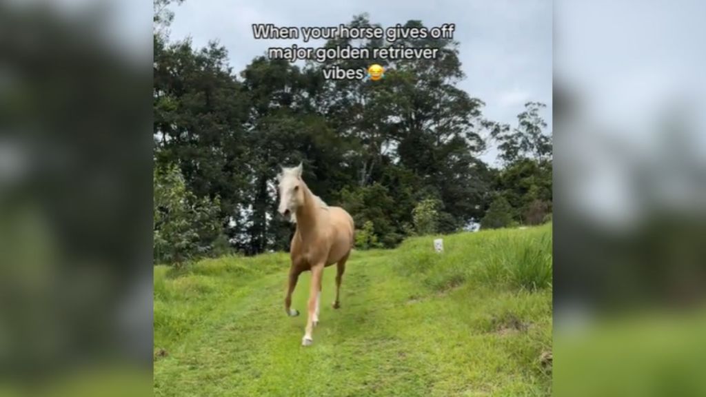 A horse with a light-colored coat running in the grass.