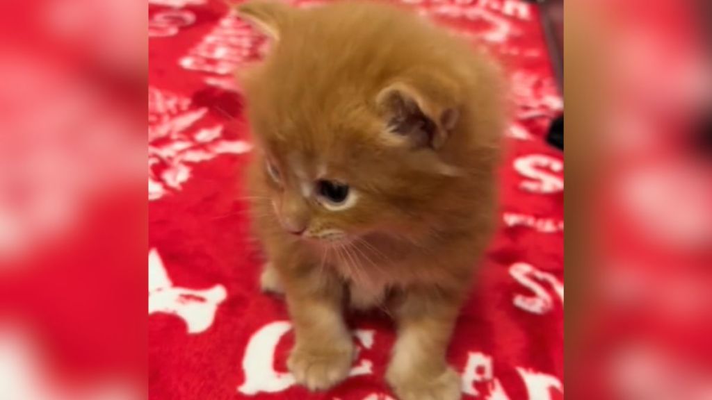 A tiny kitten looking away from the camera.