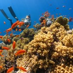 View underwater of a large coral reef. Lots of fish swim around the surface. A woman swims near the reef in diving gear.