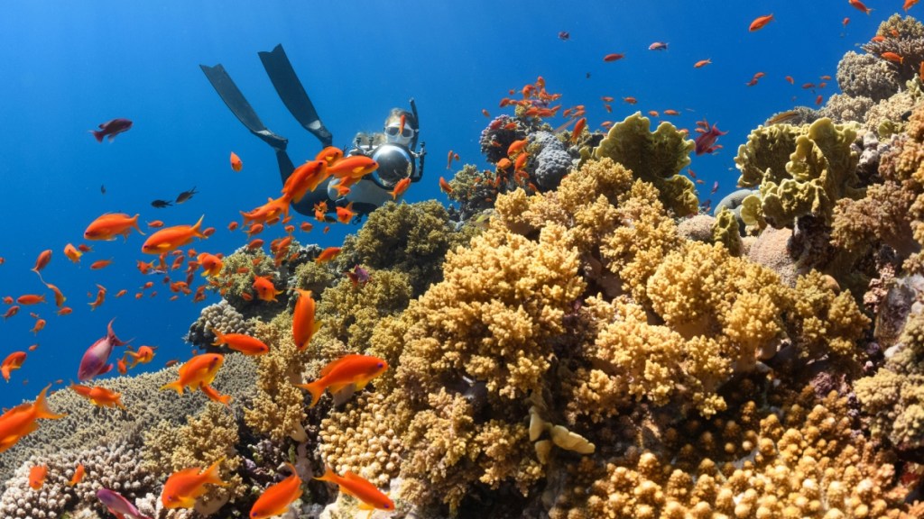 View underwater of a large coral reef. Lots of fish swim around the surface. A woman swims near the reef in diving gear.