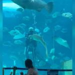 A diver in a huge aquarium with lots of fish.