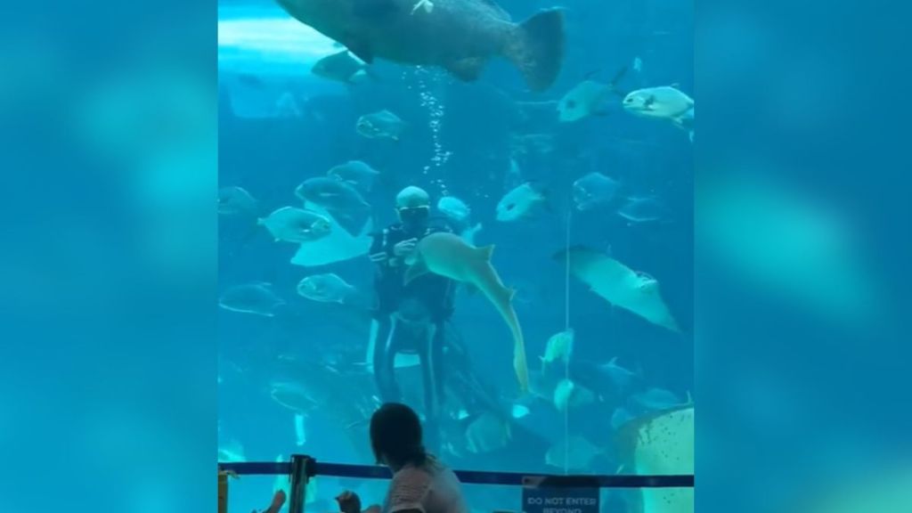 A diver in a huge aquarium with lots of fish.