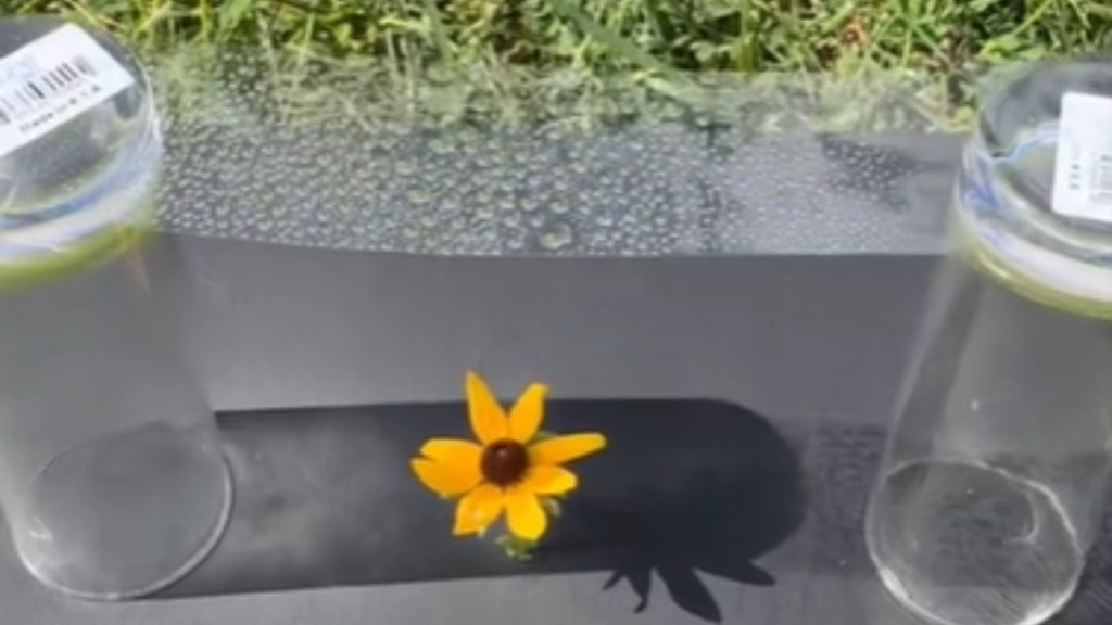 Clear plastic rests on two cups that are a ways apart. Water drops rest on the plastic. Below is a piece of black cardboard laid on grass. A single yellow flower rests on the cardboard