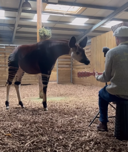 Man Sings For Wild Okapi And “The Most Amazing Thing Happened”