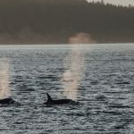 A group of orcas swimming in a body of water.