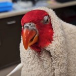 Close up of a parrot wrapped in what looks like a soft, small blanket. A cotton swab is being held out to them