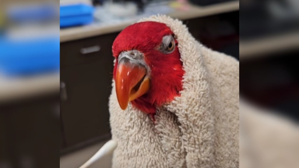 Close up of a parrot wrapped in what looks like a soft, small blanket. A cotton swab is being held out to them