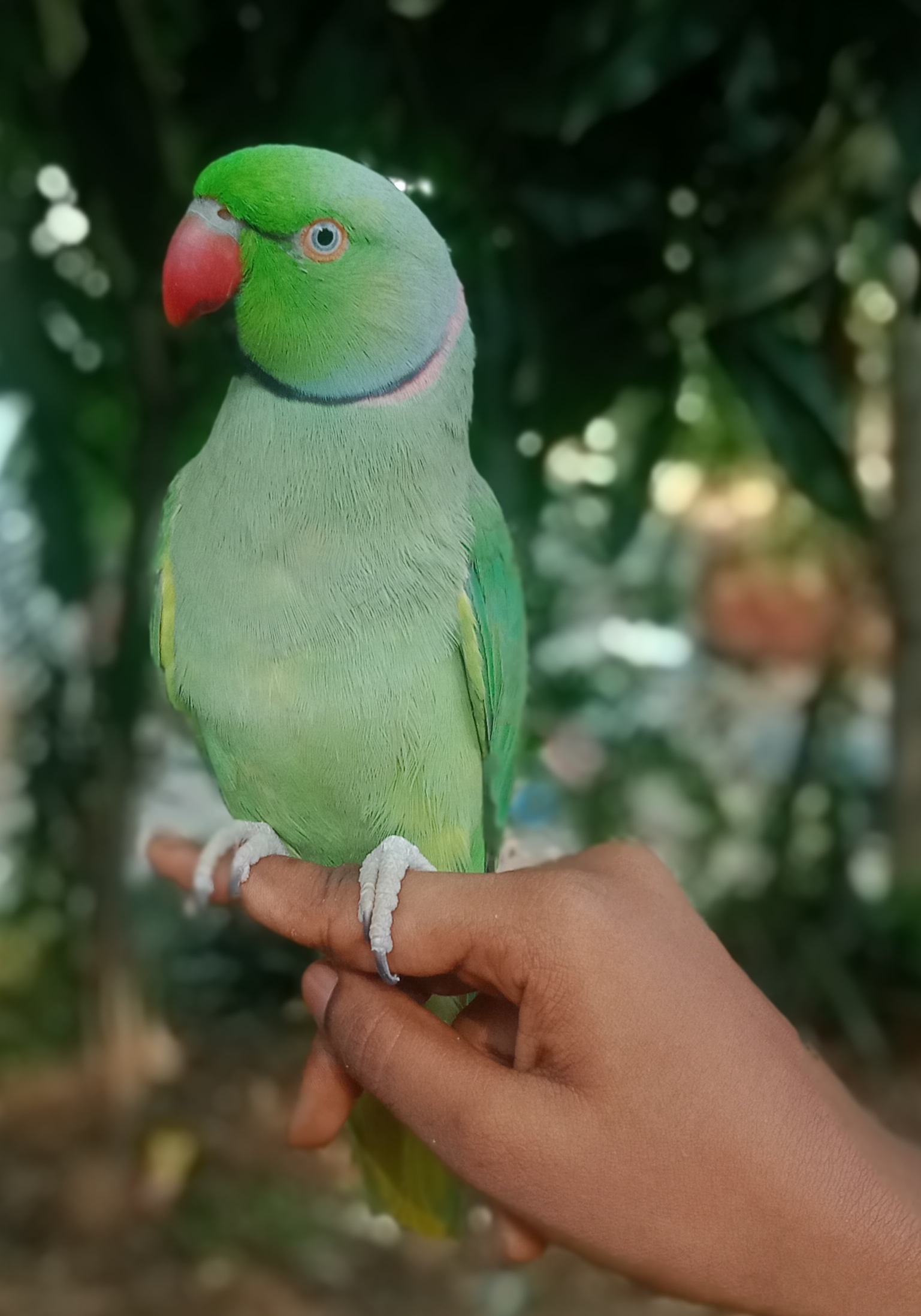 Internet Loses Its Collective Mind When Clip Shows What A Parrot Tongue Looks Like