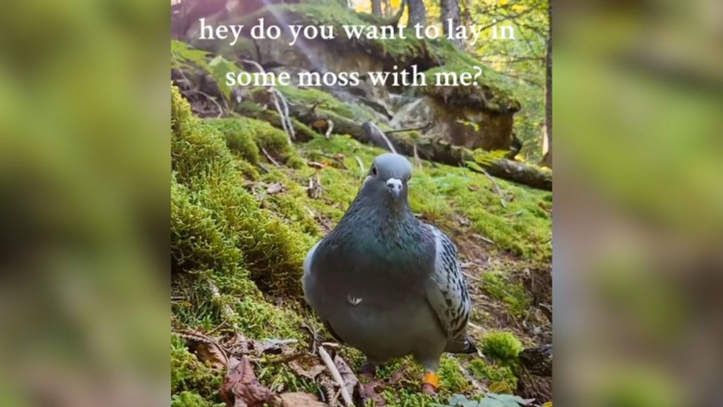 Zen Moment Of The Day: Peaceful Pigeon Lying In Vibrant Moss