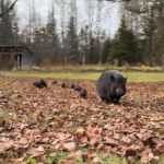 A mama pig walking with her piglets on a fall day.