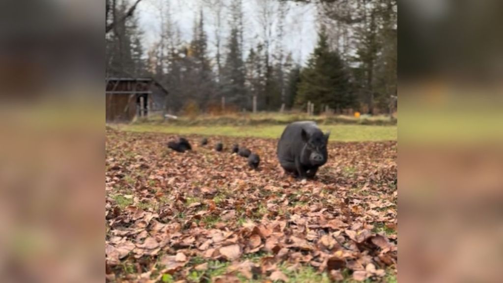 A mama pig walking with her piglets on a fall day.