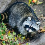 View from above of a raccoon in a rocky area with leaves. The raccoon looks up at the camera, looking mischievous